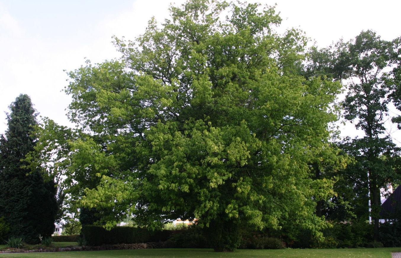 Acer-negundo-arbol