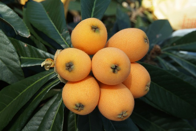 Fruto-nispero