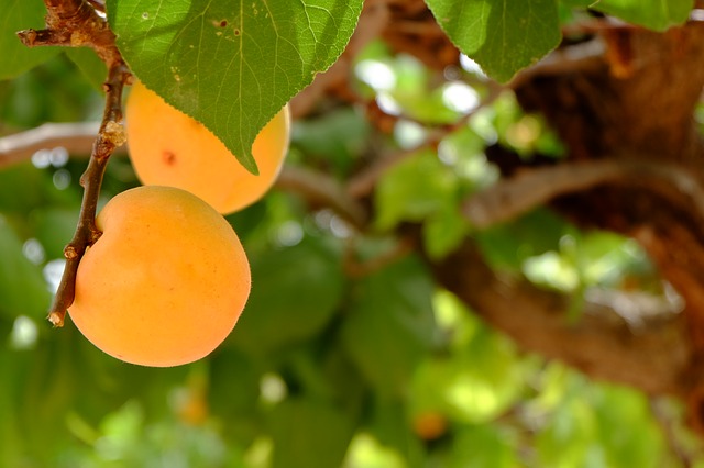 fruto-de-albaricoqueros