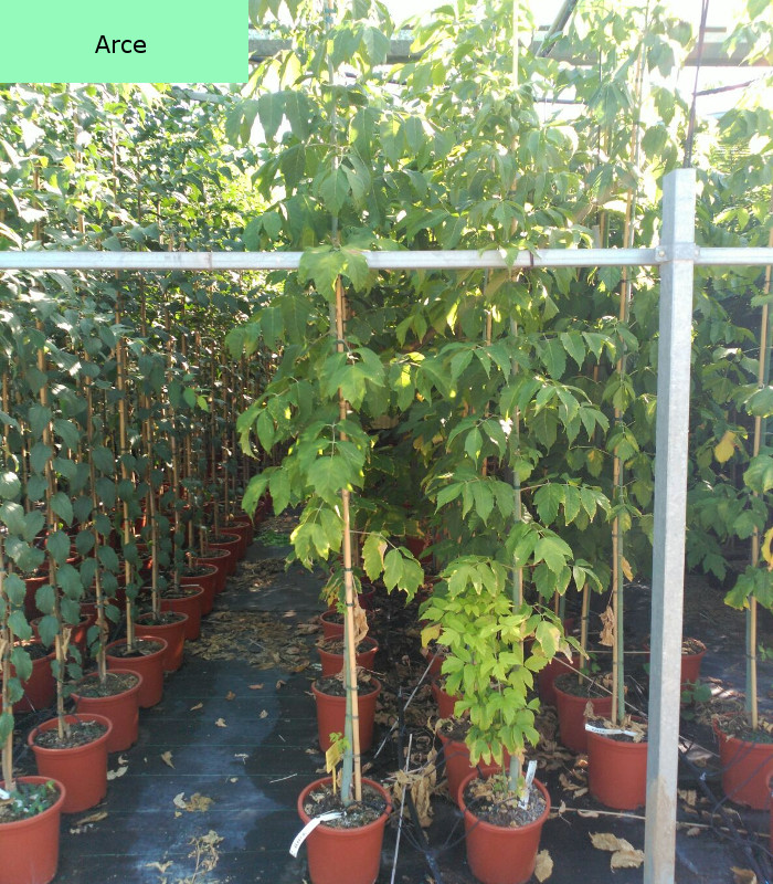 arce - Viverosperez.com