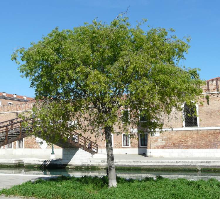 celtis australis