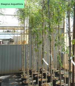 eleagnus-angustifolia