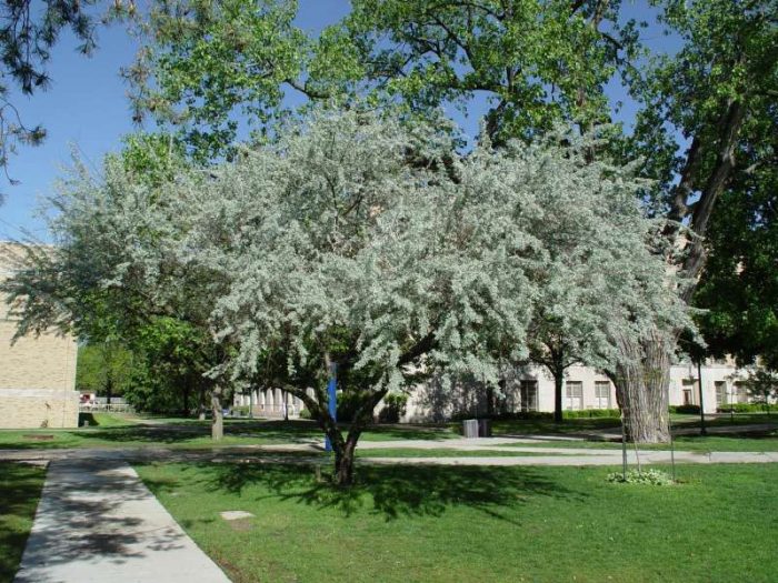 eleagnus-angustofilia