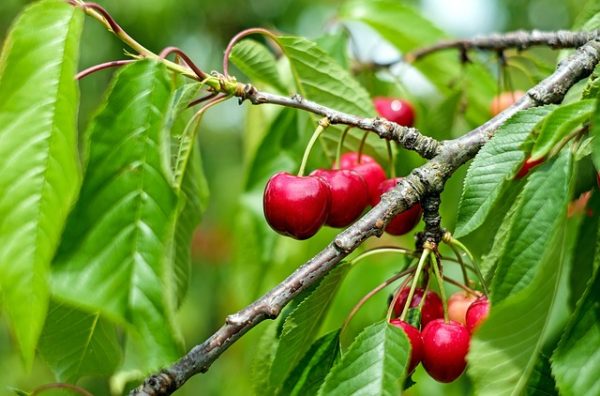 fruta-cerezos