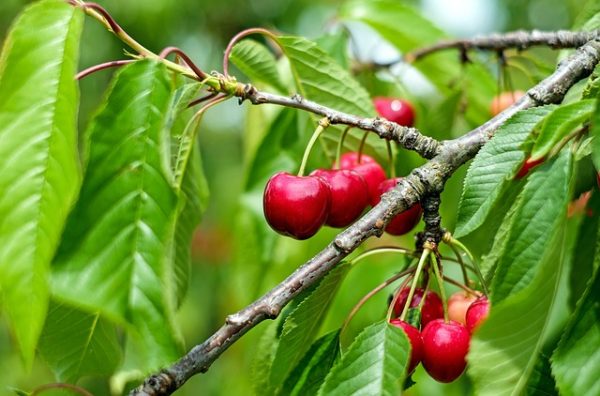 fruta-cerezos