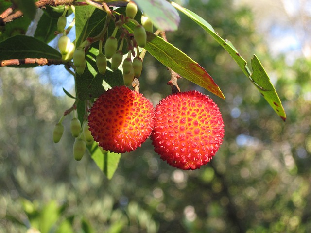 fruto-del-madroño