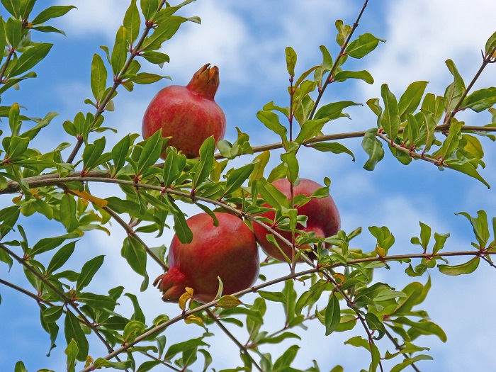 fruto-granados