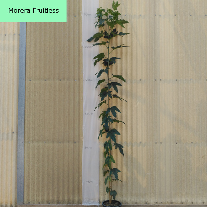 morera-fruitless