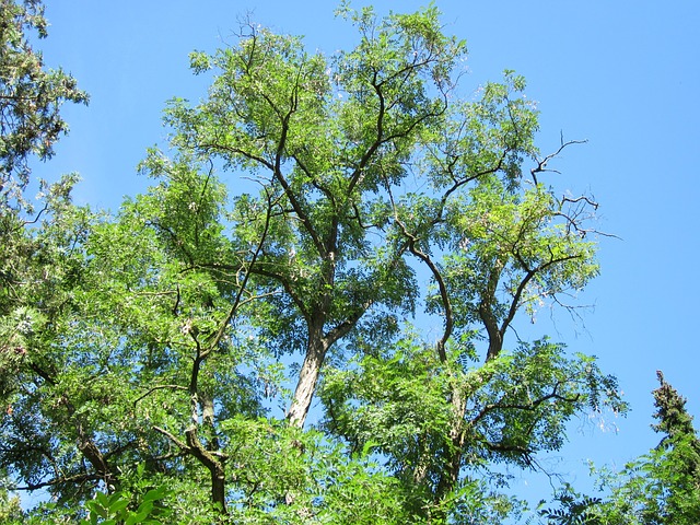 robina-falsa-acacia