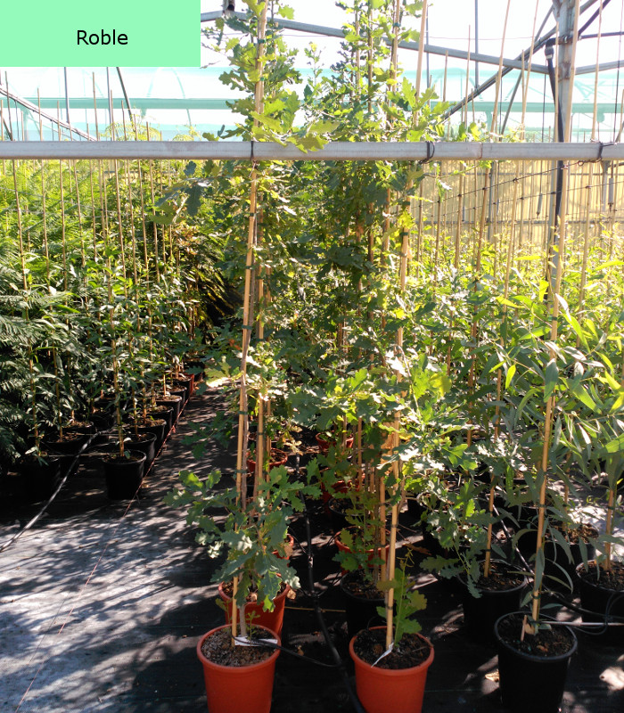 roble - Viverosperez.com