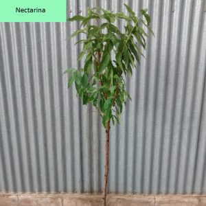 Nectarina