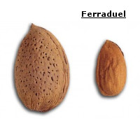 almendro-ferraduel