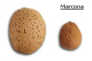 almendro-marcona